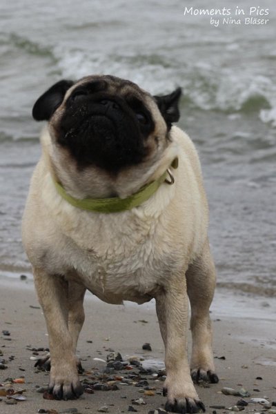 2010-06-26 Arc-en-ciel Arlequin (23).jpg